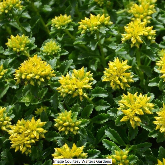 Little Miss Sunshine Stonecrop, 1-Gallon