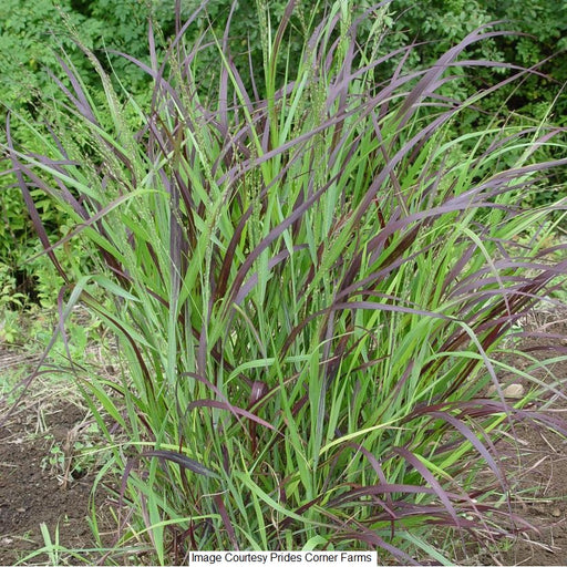 Shenandoah Switch Grass, 2-Gallon