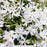 Snowflakes Moss Phlox, 1-Gallon