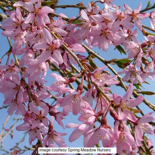 Snow Showers Weeping Cherry Tree, 7-Gallon