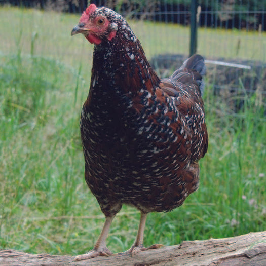 Speckled Sussex Baby Chick, FEMALE