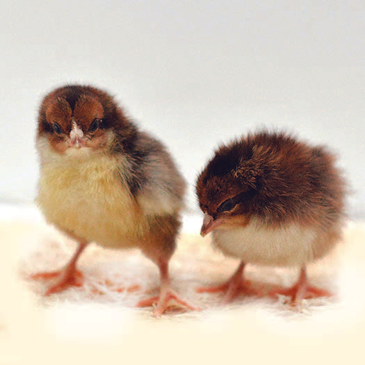Speckled Sussex Baby Chick, FEMALE
