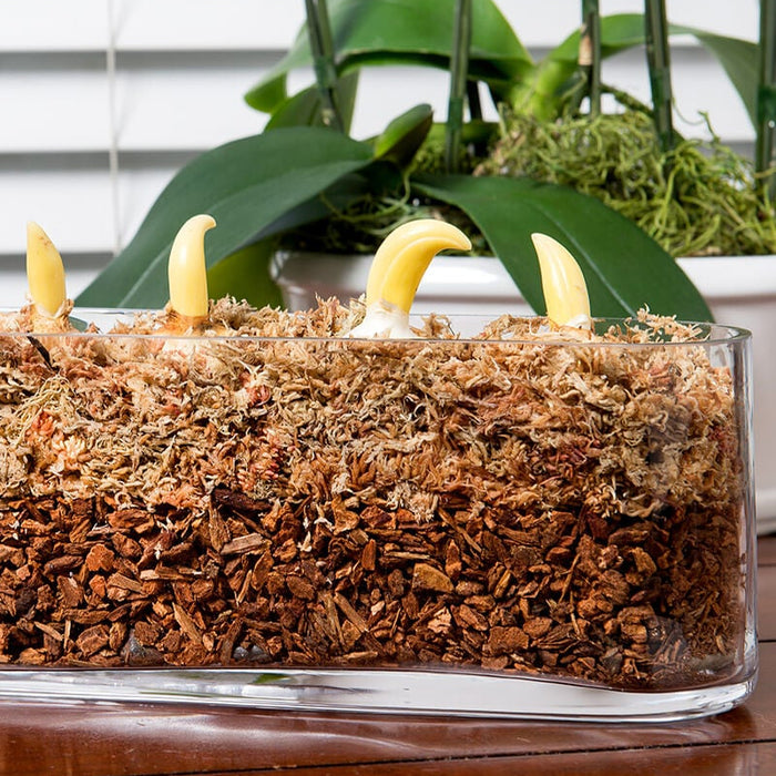 SuperMoss® Spagnum Moss 0.33lb