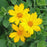 Coreopsis Sunshine Superman, 1-Gallon