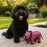 Tuffy® Polly the Pig JR Dog Toy