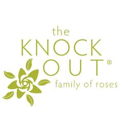 Sunny Knock Out® Rose, 2-Gallon