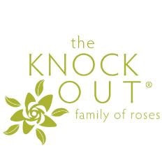 Double Pink Knock Out® Rose, 2-Gallon