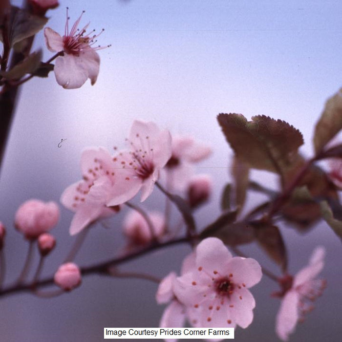 Thundercloud Flowering Plum Tree, 7-Gallon