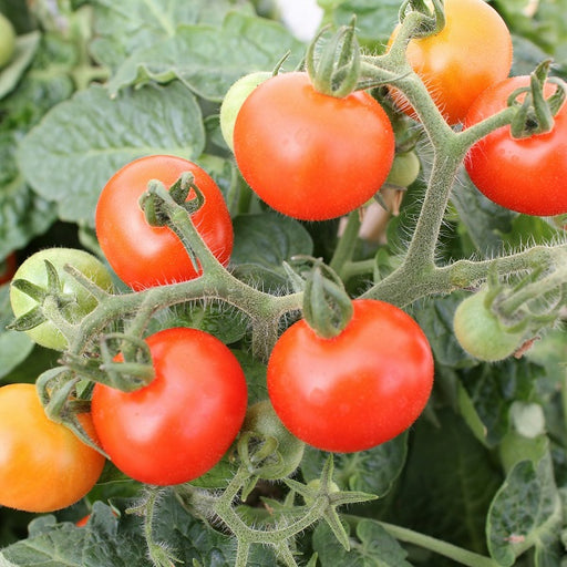 Tomato Plant, 6-Pack