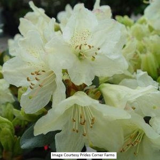 Towhead Rhododendron, 2-Gallon