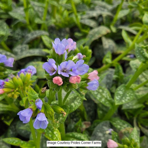 Twinkle Toes Lungwort, 1-Gallon