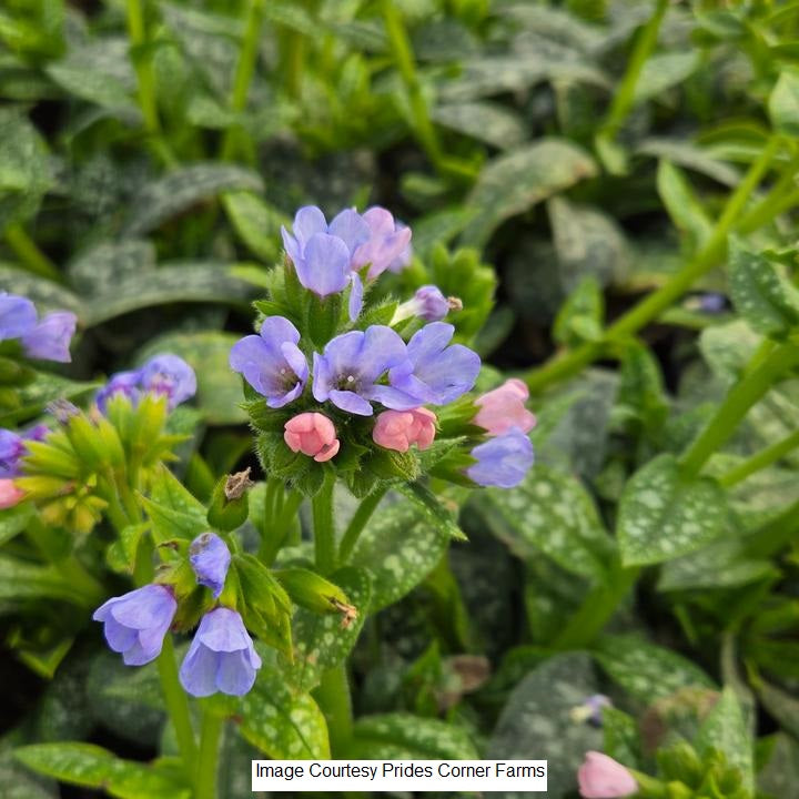 Twinkle Toes Lungwort, 1-Gallon