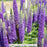 Veronica Royal Candles, 1-Gallon