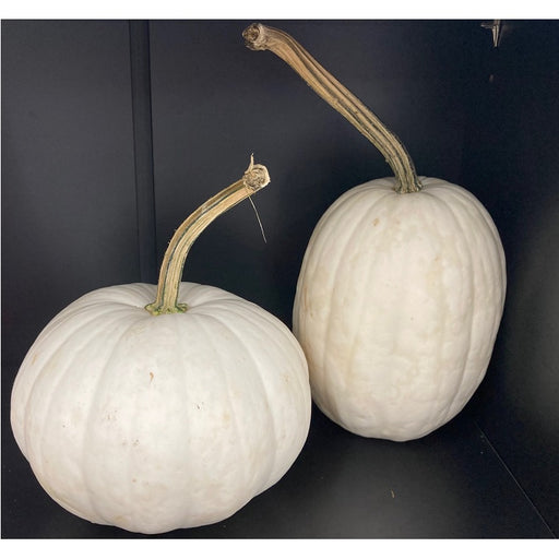 White Pumpkins - Small/Medium