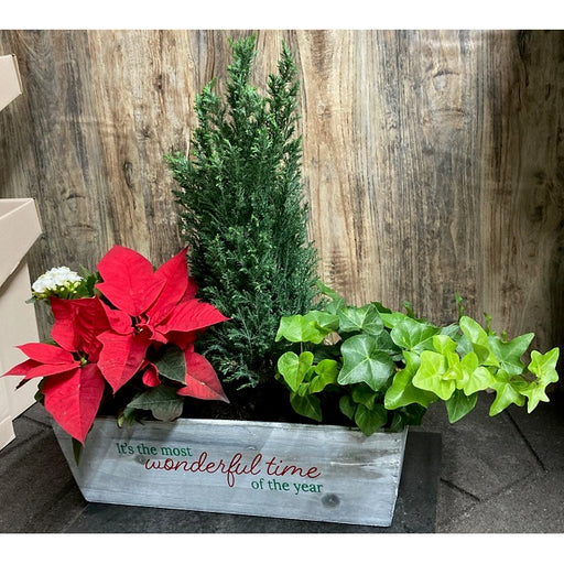 Holiday Mixed Live Greens Window Box, Indoor