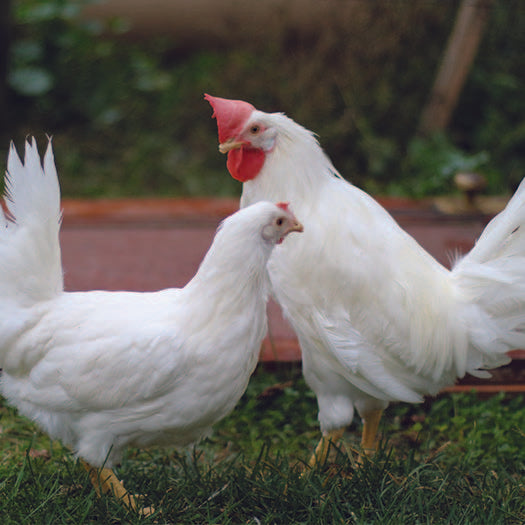 White Leghorn Baby Chick, FEMALE