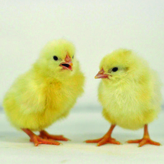 White Leghorn Baby Chick, FEMALE