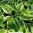 Wide Brim Hosta, 1-Gallon
