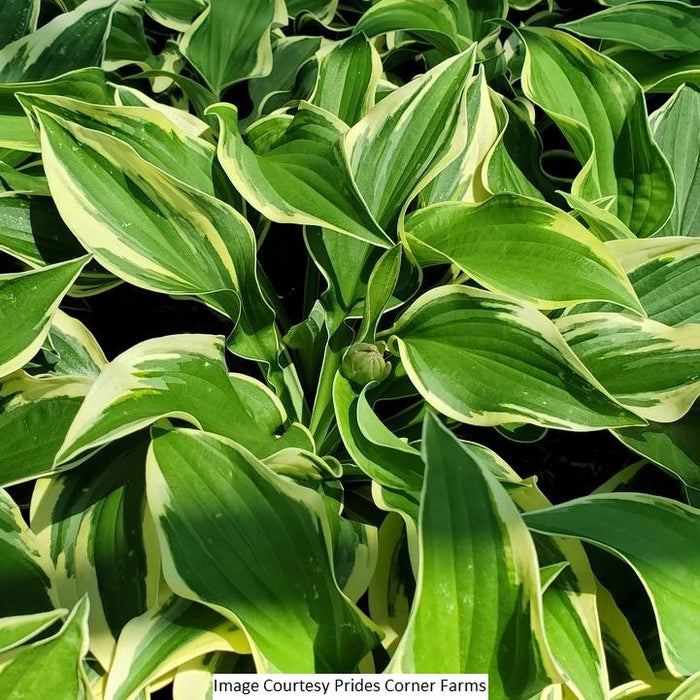 Wide Brim Hosta, 1-Gallon