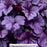 Wildberry Coral Bells, 1-Gallon