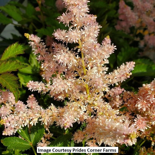 Younique Silvery Pink Astilbe, 1-Gallon