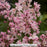 Yuki Cherry Blossom® Deutzia, 2-Gallon