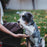 K'lani "Paws" Natural Hues with Silver & Paw Accents Hair Tie Bracelet