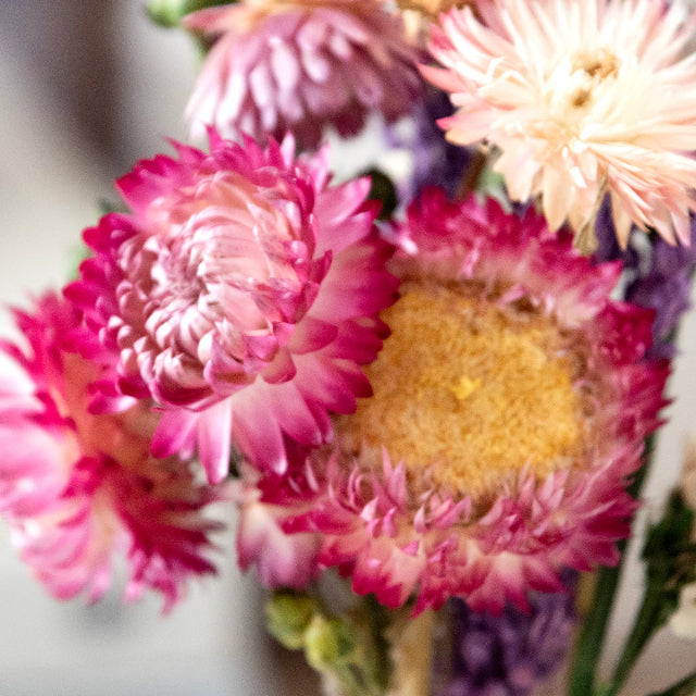 Strawflower & Larkspur Mini Dried Floral Bouquet Bundle