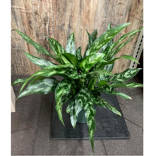 Tropical Houseplants - Assorted 5-6 inch