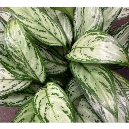 aglaonema treubii Tropical Houseplants