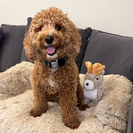 Tall Tails Animated Plush Jackalope Dog Toy 8"