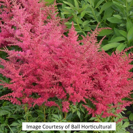 Younique™ Ruby Red Astilbe, 1-Gallon