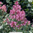 Bloomerang Ballet® Reblooming Lilac, 2-Gallon