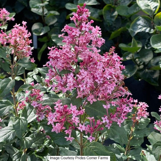 Bloomerang Ballet® Reblooming Lilac, 3-Gallon