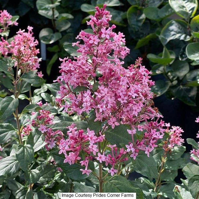 Bloomerang Ballet® Reblooming Lilac, 2-Gallon