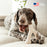 Benebone Green Wishbone Bacon Dog Chew Small