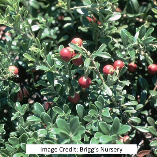 Massachusetts Hybrid Kinnickinnick Bearberry, 1-Gallon