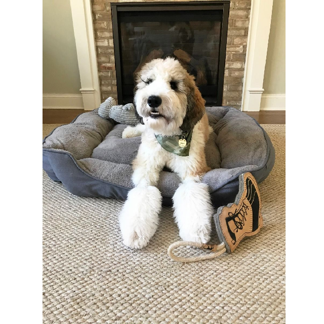 Dream Chaser Grey Bolster Dog Bed