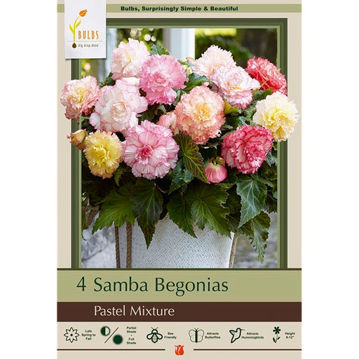 Begonia Samba 'Pastel Mixture' - Pack of 4 Tubers