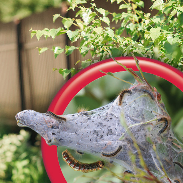 Bonide Thuricide (BT) 16 oz. Concentrate