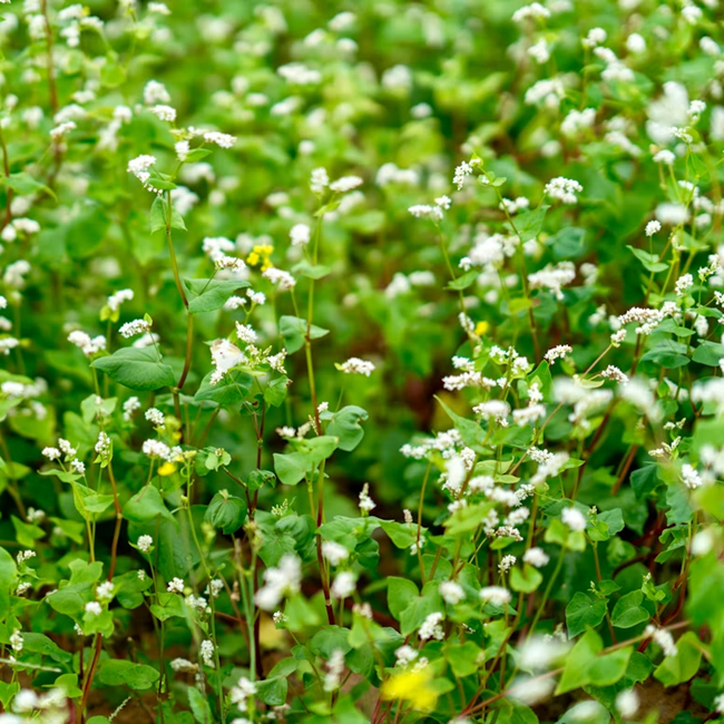 Buckwheat Seed