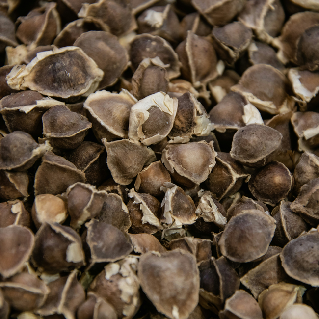 Buckwheat Seed