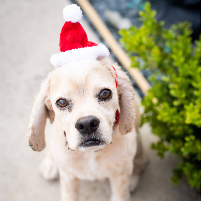 Santa Dog & Cat Hat with SnugFit®