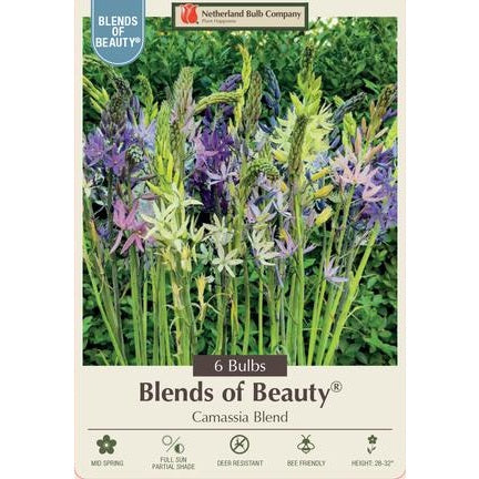 Camassia 'Mixture' Camas Lily Bulbs - Pack of 6