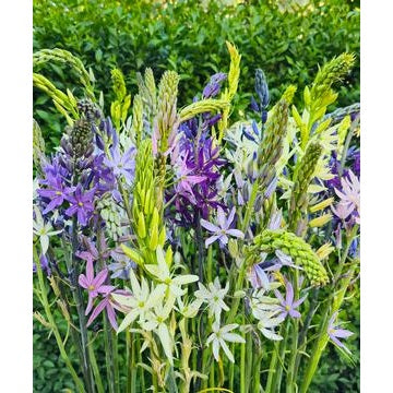 Camassia 'Mixture' Camas Lily Bulbs - Pack of 6