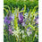 Camassia 'Mixture' Camas Lily Bulbs - Pack of 6