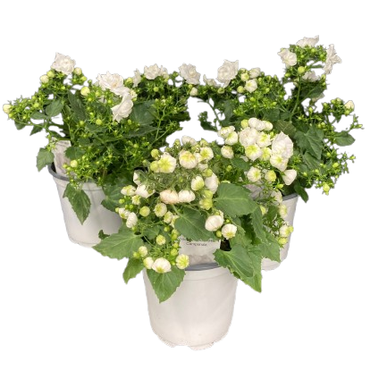 Double White Flowering Campanula Plant 4"