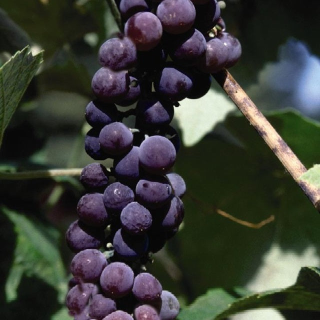 Canadice Seedless Grape Vine, 2-Gallon