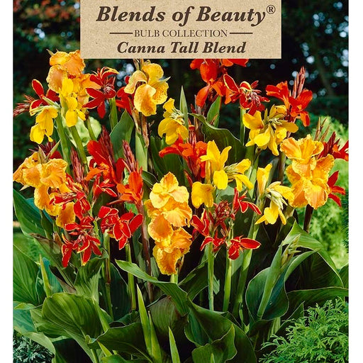 Canna Lily, Tall Blend - Pack of 4 Rhizomes
