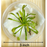 Cape Sundew (Drosera) Gnat-Eating Live Carnivorous Plant - Tiny